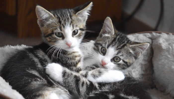 katten en kittens