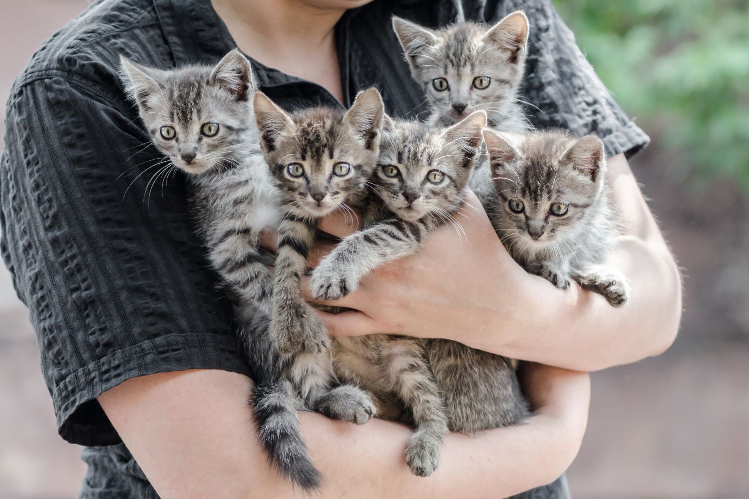 kittens kopen dierenwinkel
