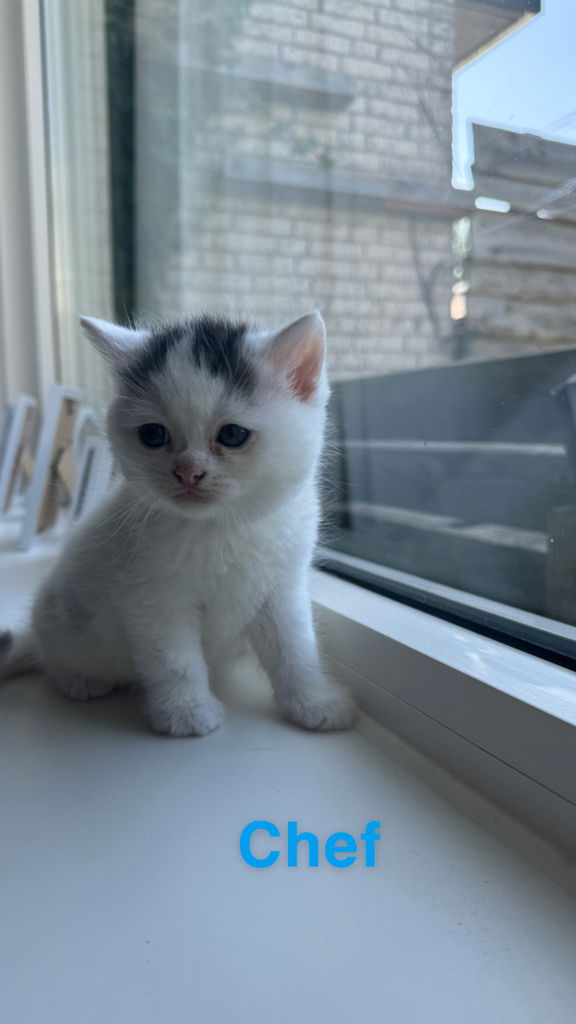 kruising kittens te koop