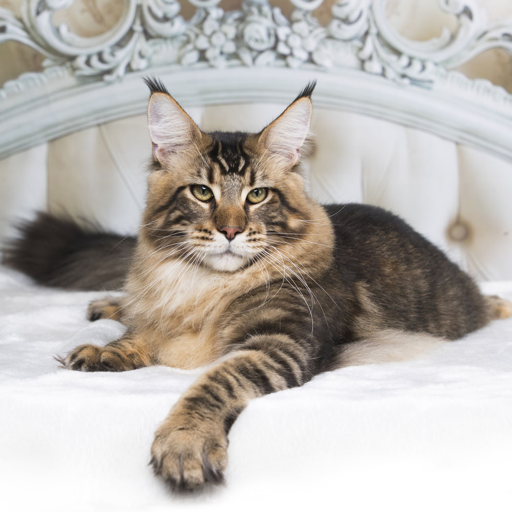 prijzen maine coon kitten