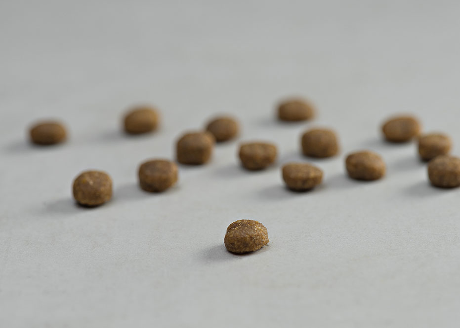 prins vitalcare kitten