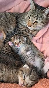 raskatten kittens te koop