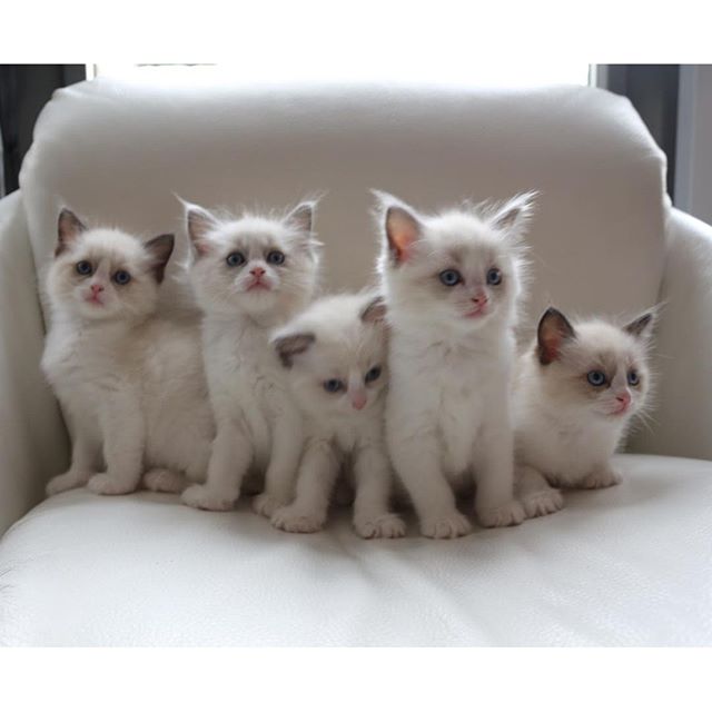 dierenasiel kittens kopen