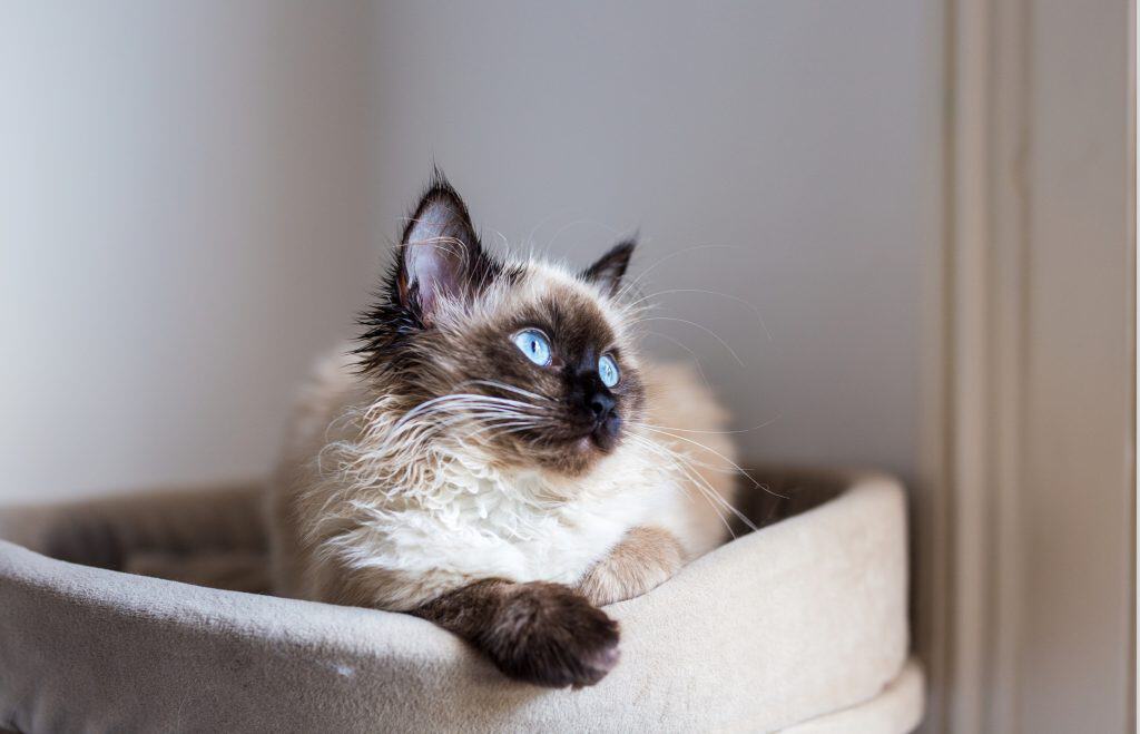 heilige birmaan kitten kopen