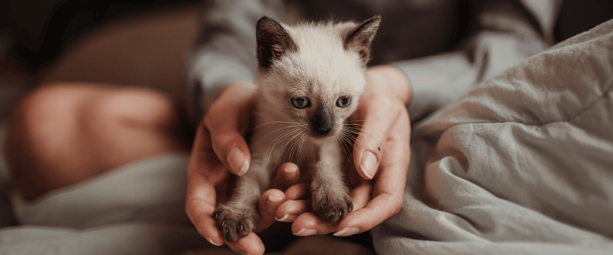 kitten zonder moeder