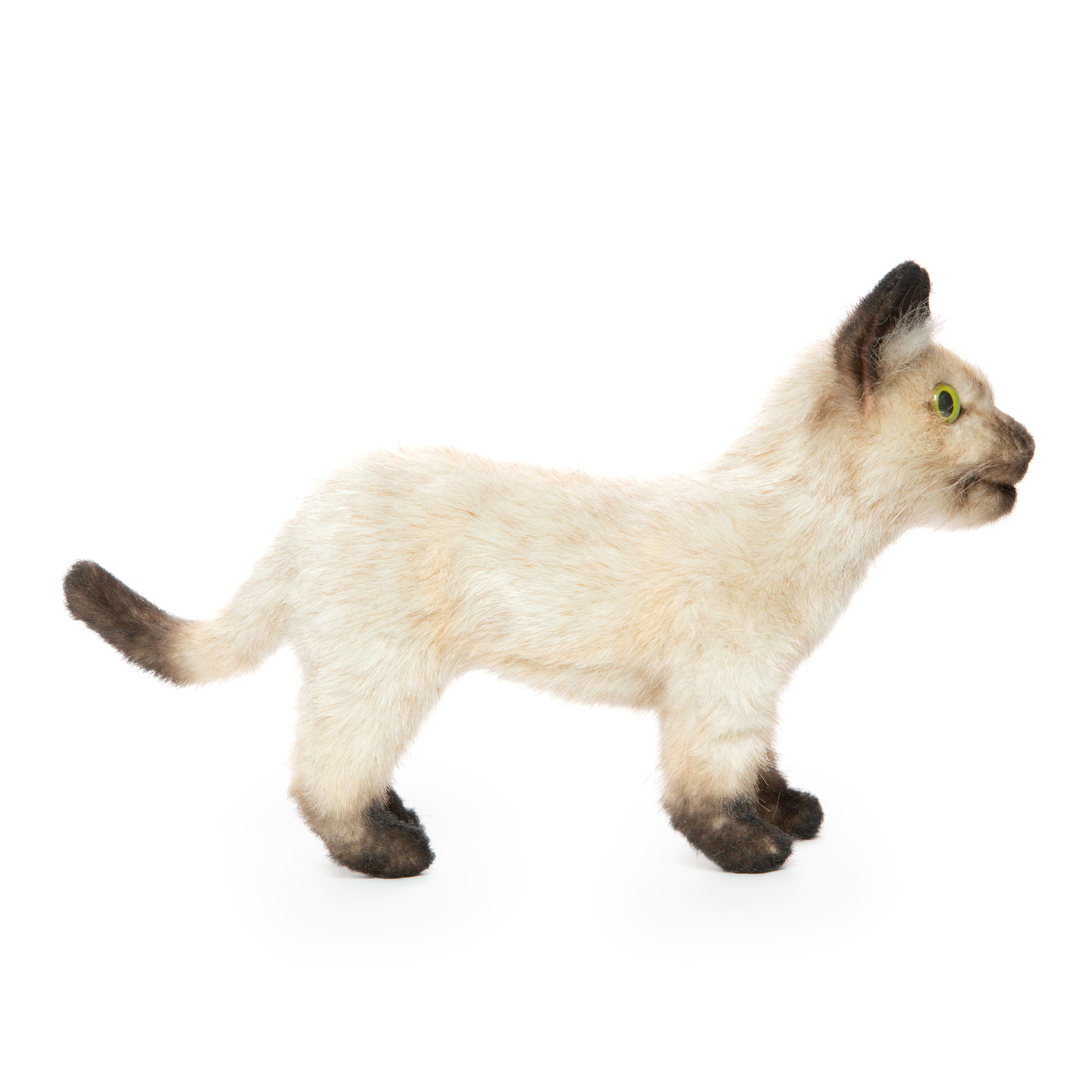 siamezen kittens te koop