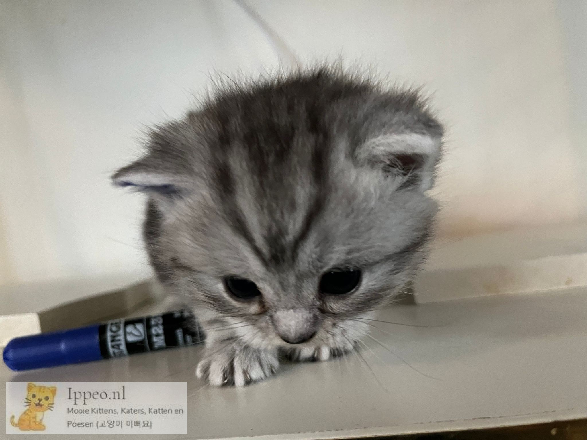 brits korthaar kitten beschikbaar