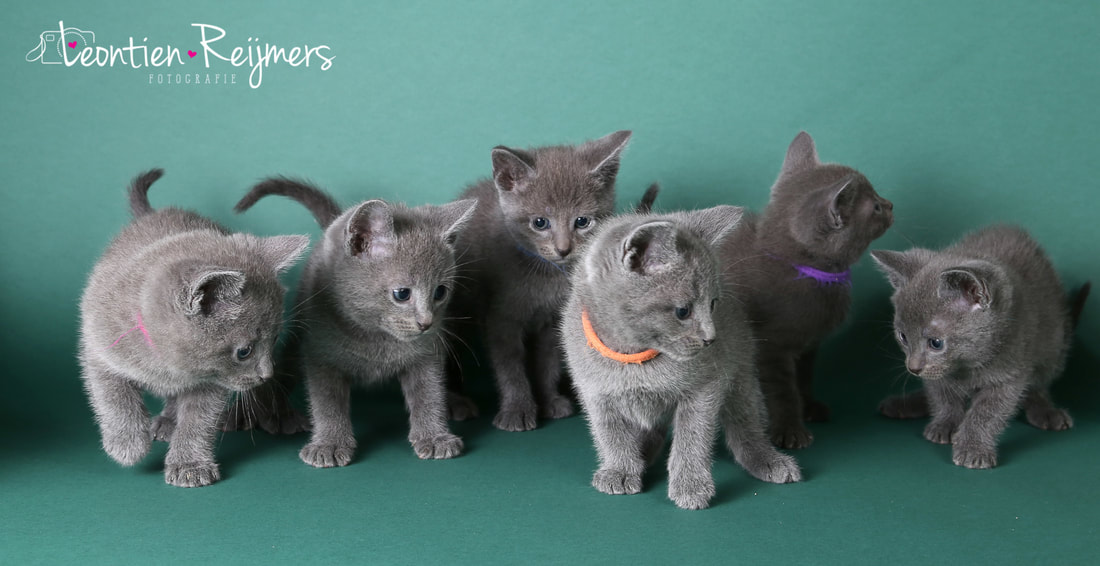 echte kittens kopen