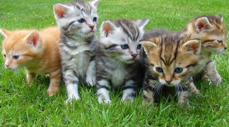 gezonde kittens kopen