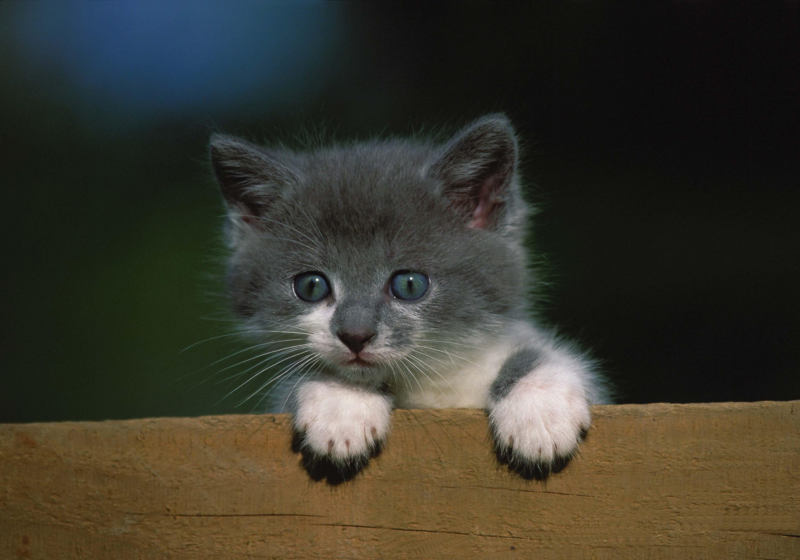 goedkope britse korthaar kittens