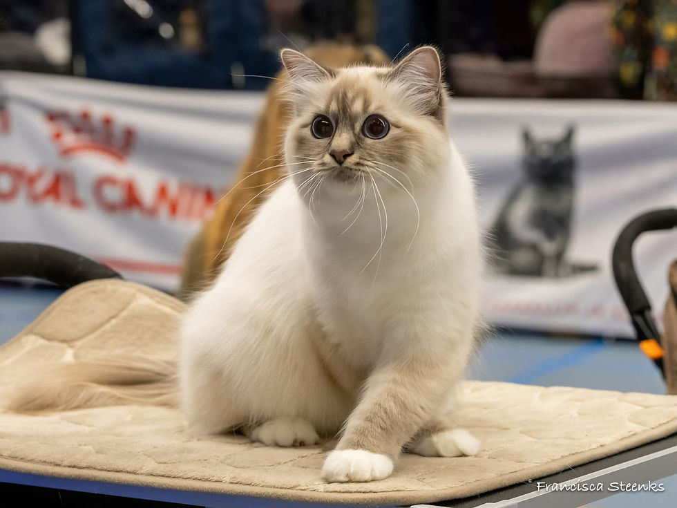 heilige birmaan te koop