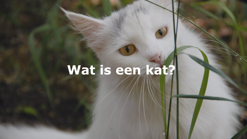 katten informatie