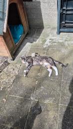 katten op marktplaats