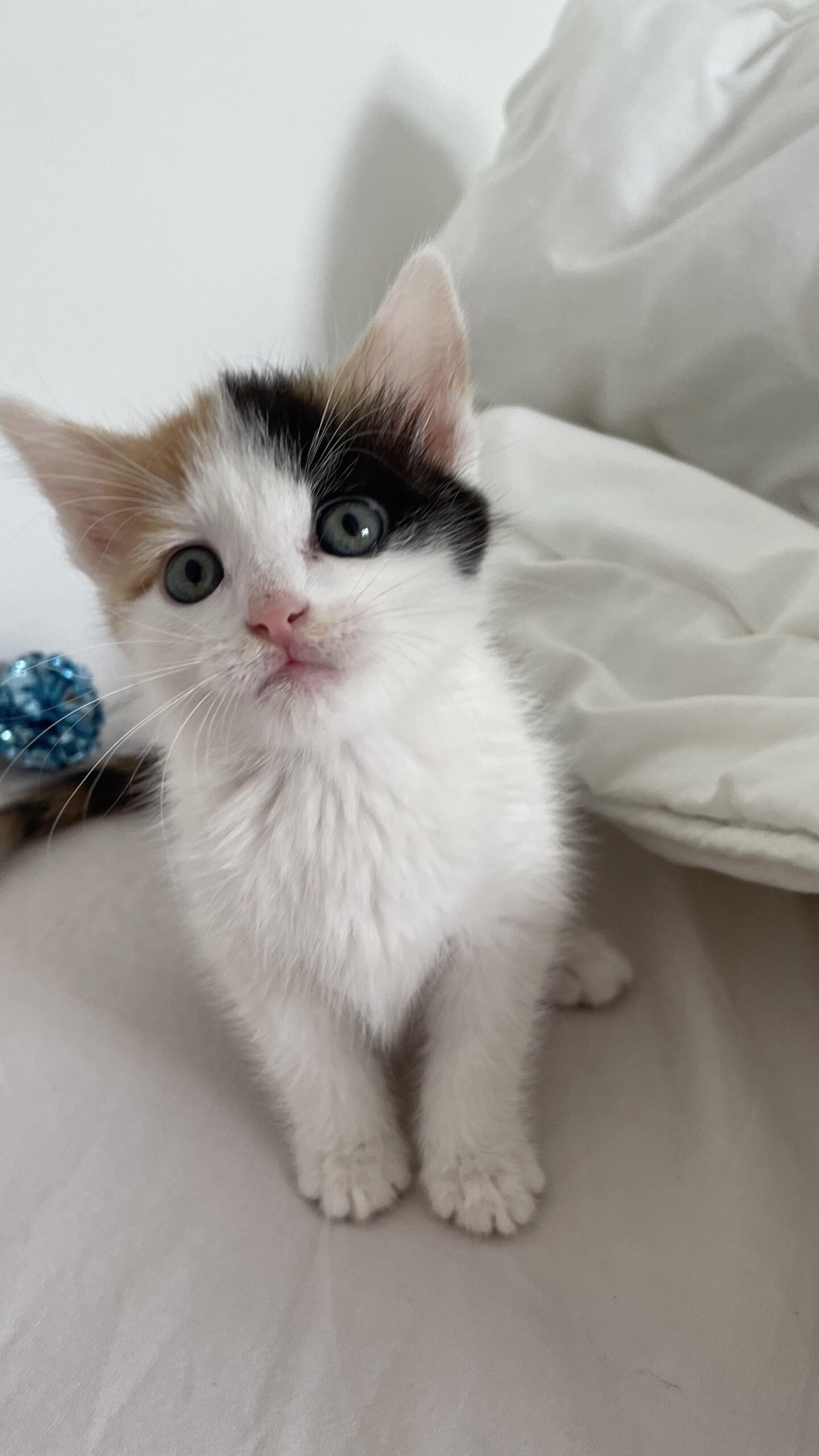 kitten 8 weken kopen