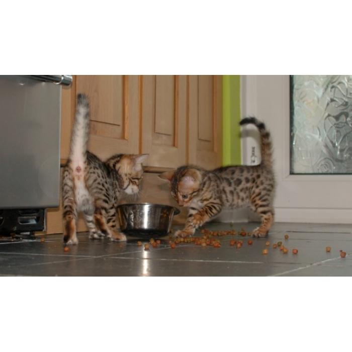 kittens gratis af te halen