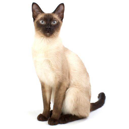 katten ras