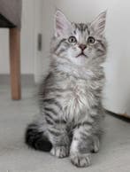 kitten maine coon te koop