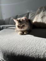 kittens zonder stamboom te koop