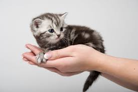 kittenskopen