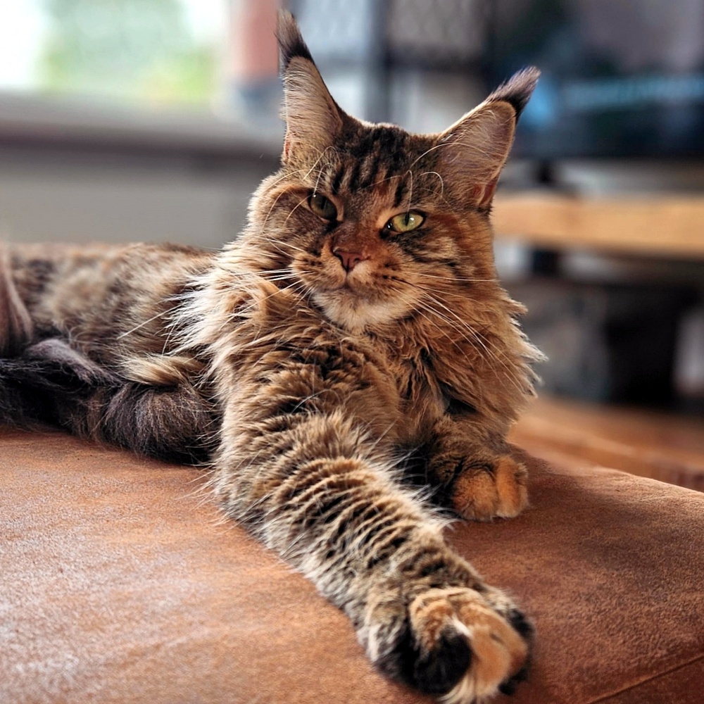 kleine kittens kopen