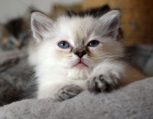 munchkin kitten te koop