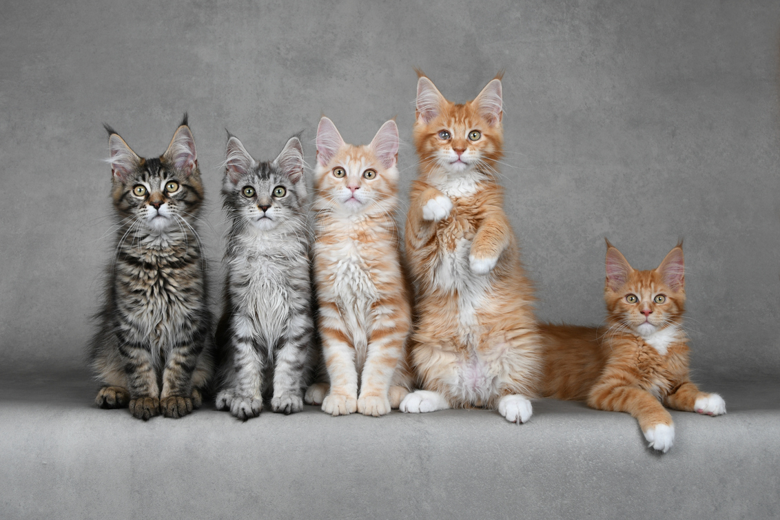nest katten