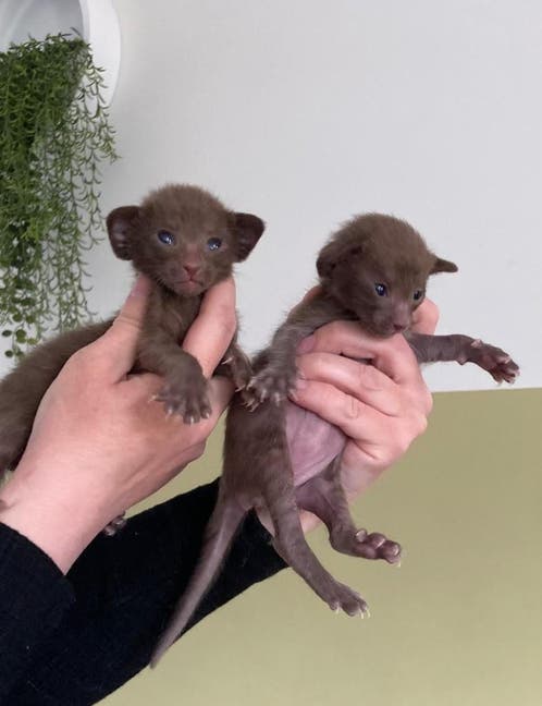 oosters korthaar kitten