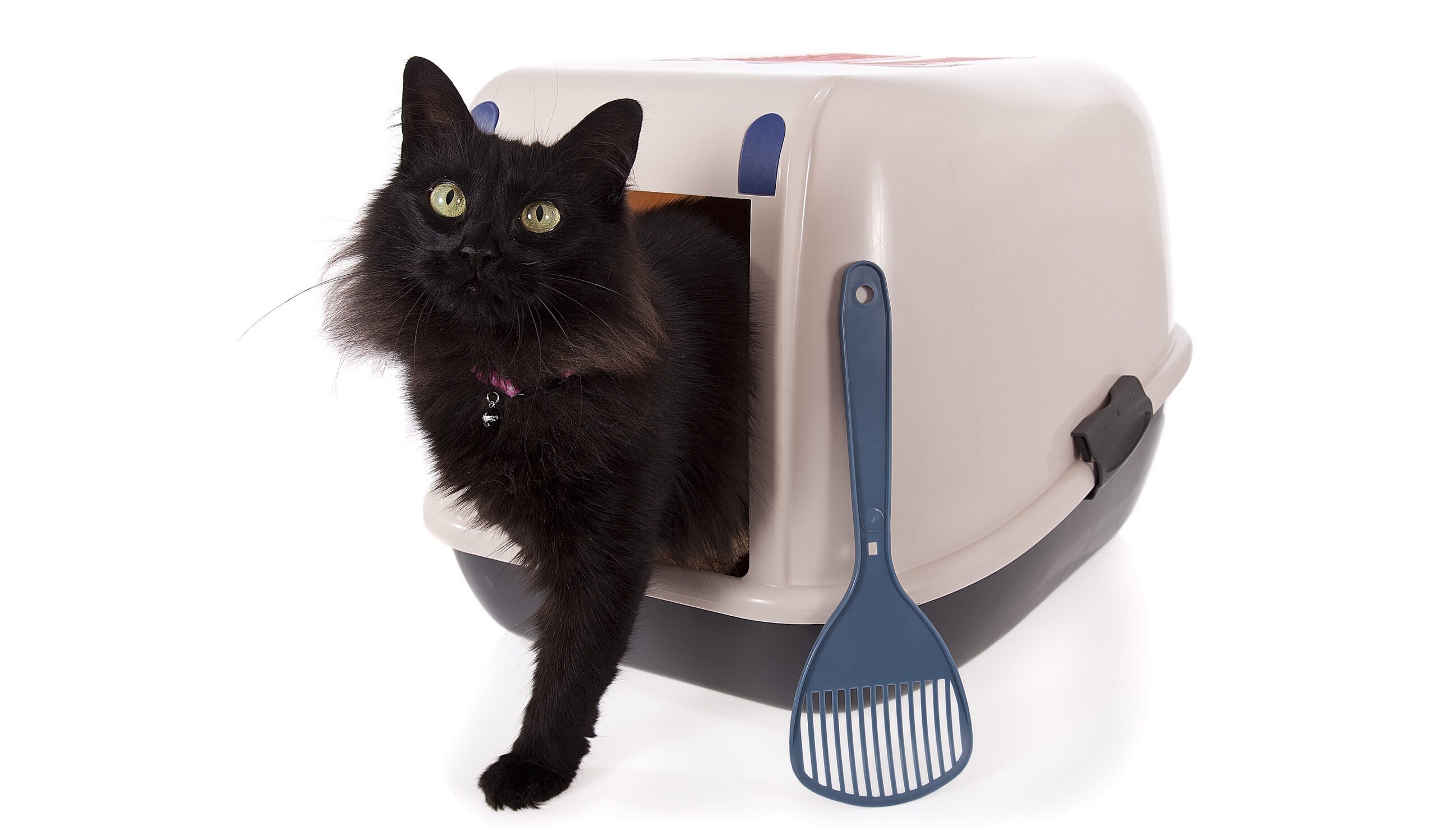 aantal kattenbakken