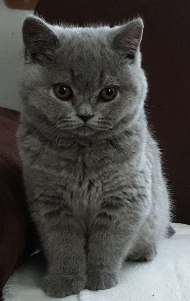 britse halflanghaar kittens te koop