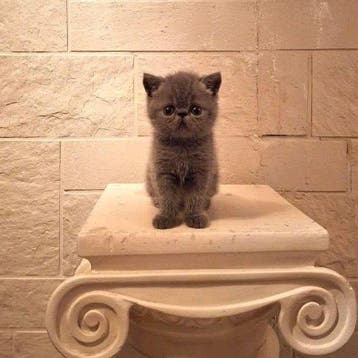 exotic kitten te koop