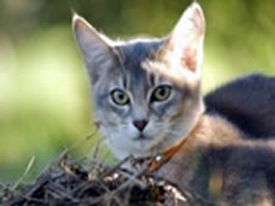 honden en kattenvoer