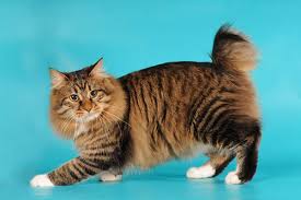 katten rassen