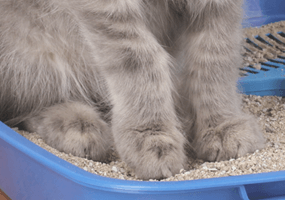 kattenbak zindelijk