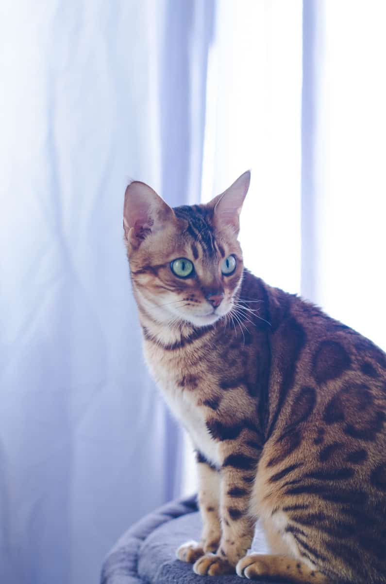 kattenras devon rex