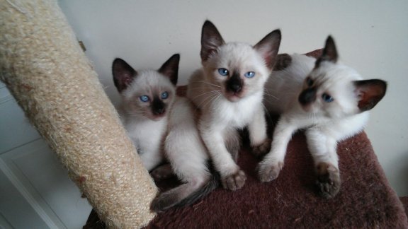 nest kittens te koop