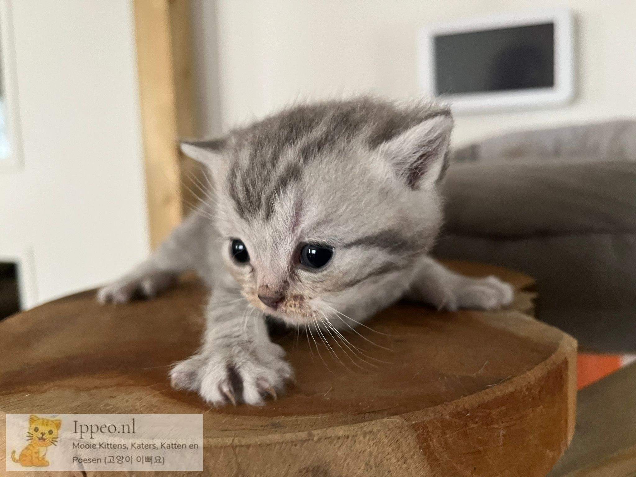 cattery britse korthaar