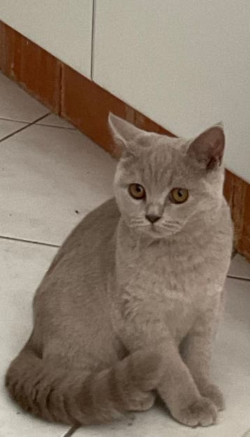 kitten 2dehands