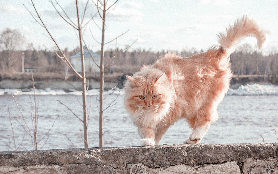 kitten noorse boskat